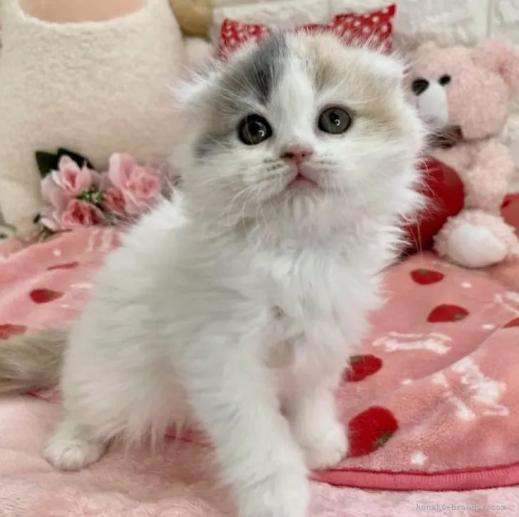 ID:2212-02253の子猫