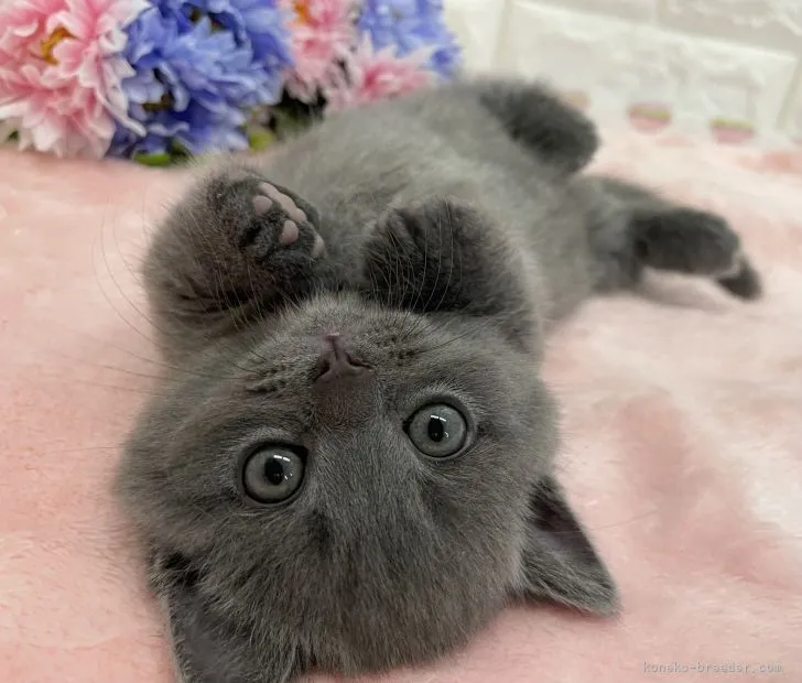 ID：2204-02064の子猫