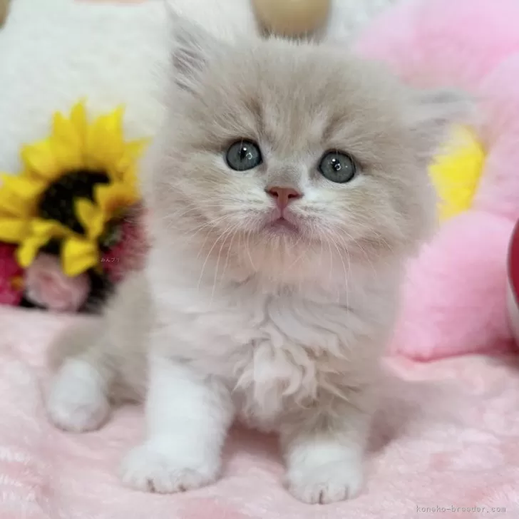 ID:2407-02387の子猫