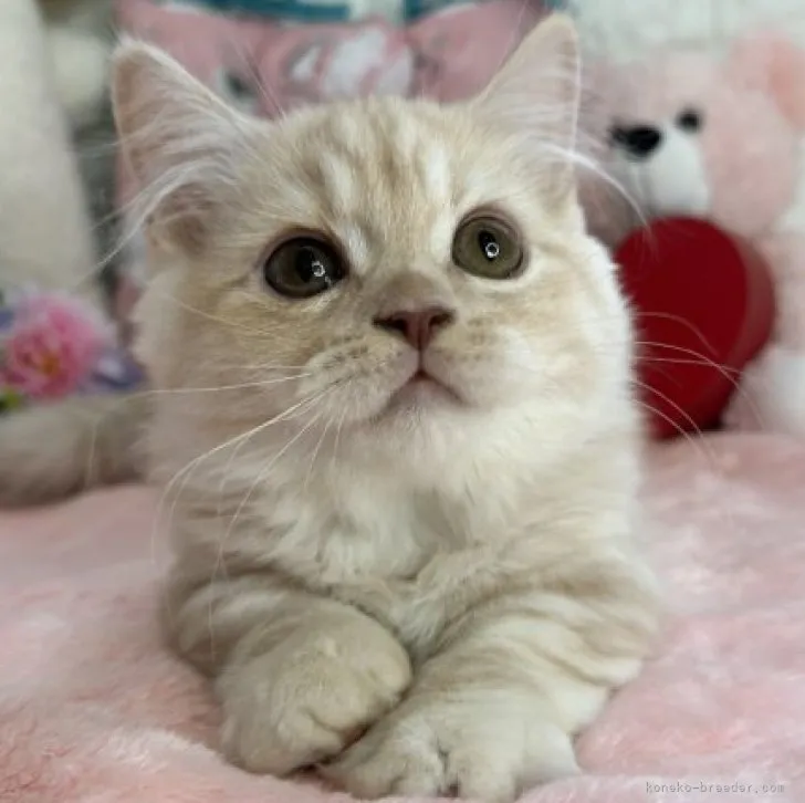 ID:2303-03033の子猫