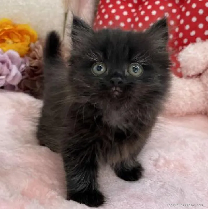 ID:2210-00069の子猫