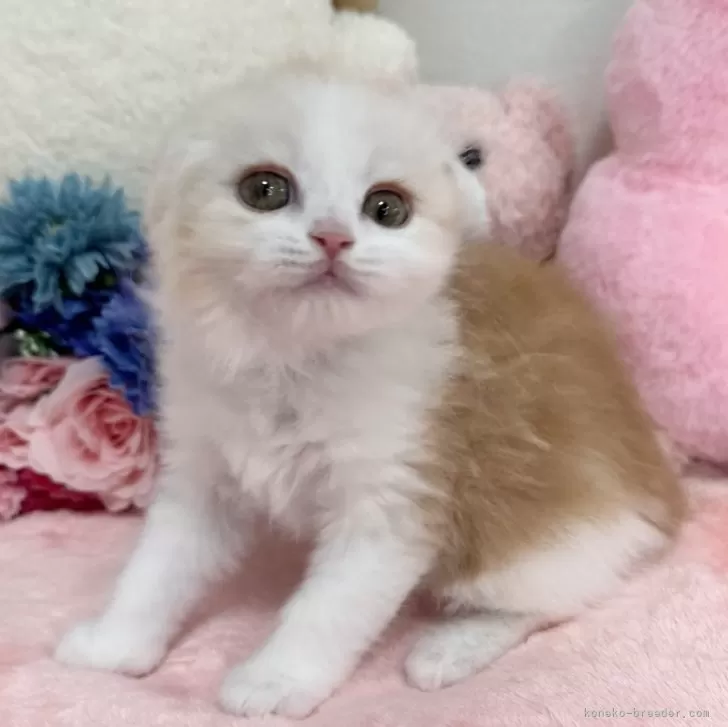 ID：2406-00860の子猫