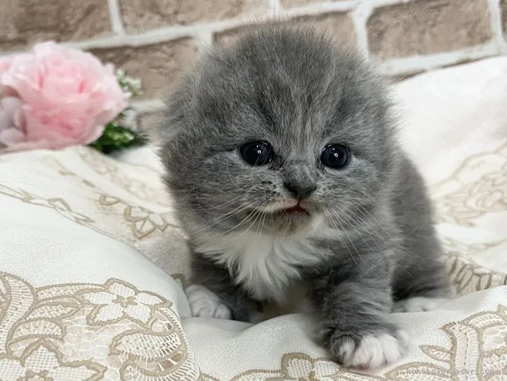 ID:2111-00943の子猫