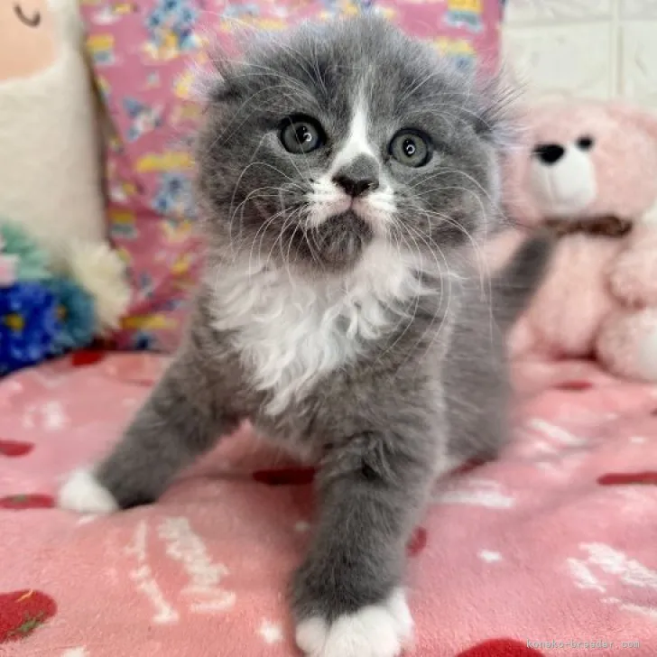 ID:2305-01208の子猫