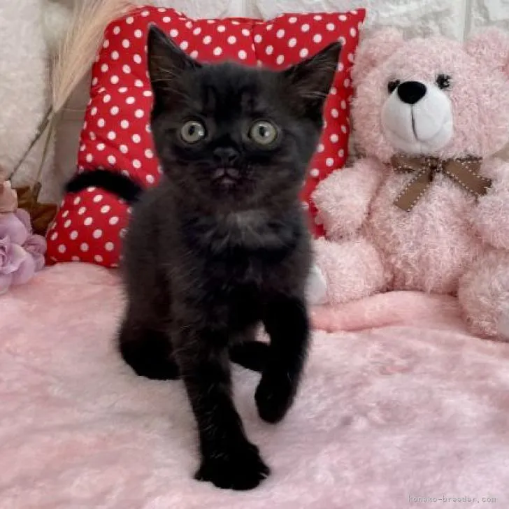 ID:2209-02397の子猫
