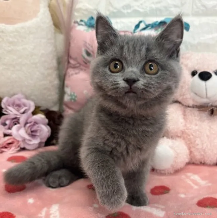 ID：2309-02203の子猫
