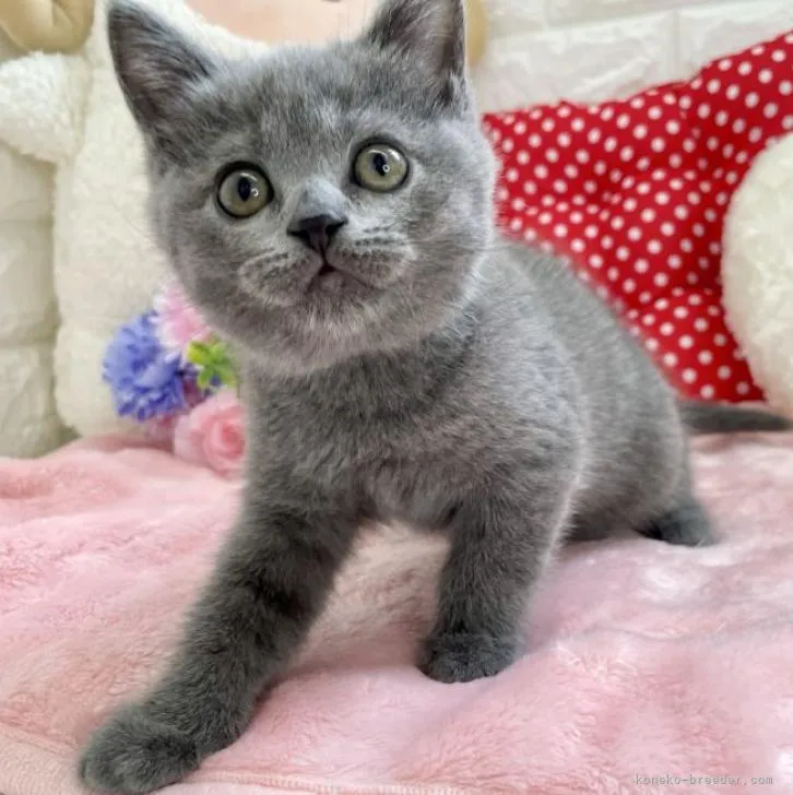 ID：2205-03115の子猫