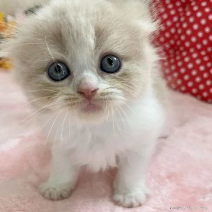 ID：2207-03018の子猫