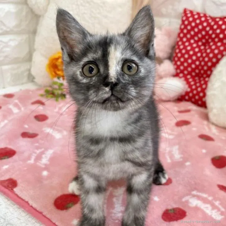 ID:2209-02848の子猫