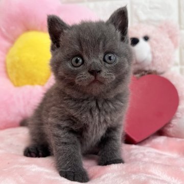 ブリティッシュショートヘア【京都府・男の子・2024年6月1日・ブルー（短毛）】の写真「💗懐っこい男の子💗」