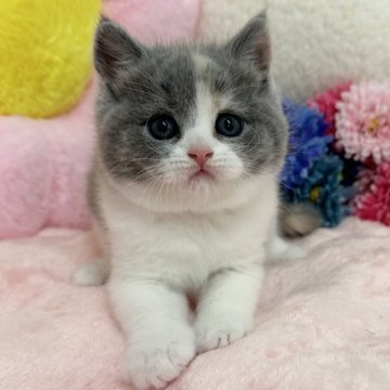 ブリティッシュショートヘア【京都府・女の子・2024年4月12日・ダイリュートキャリコ（短毛）】の写真「🩷まんまる球体なお顔がチャームポイント🩷」