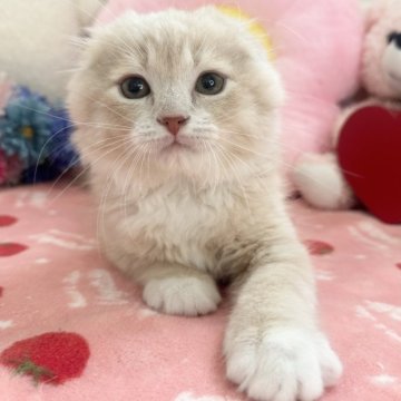 スコティッシュ×マンチカン【京都府・男の子・2024年1月26日・クリームタビー（ロングヘア）】の写真「💕まるでドラえもん💕」
