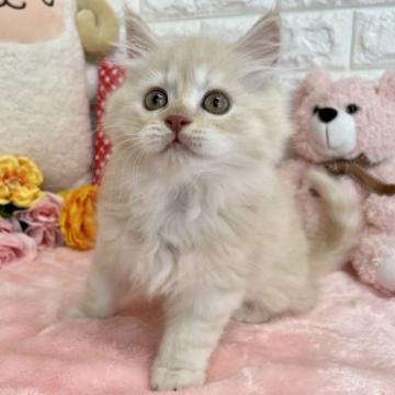 スコティッシュフォールド(立ち耳)【京都府・男の子・2022年9月26日・クリームタビー（長毛）】の写真「ふわふわイケメンボーイ😸✨」
