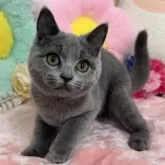 マンチカン(長足)【京都府・女の子・2024年3月14日・ブルー】の写真1