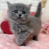 ブリティッシュロングヘア