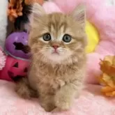 スコティッシュフォールド(立ち耳)【京都府・男の子・2024年7月5日・レッドタビー】の写真1