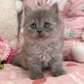 ブリティッシュロングヘア