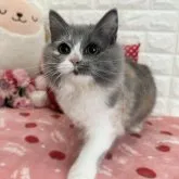 スコティッシュフォールド(立ち耳)【京都府・女の子・2023年6月29日・ブルーパッチドタビー&ホワイト】の写真1「2023.12/1撮影」