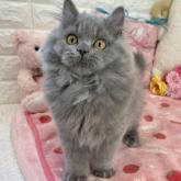 ブリティッシュロングヘア