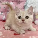 マンチカン(長足)【京都府・男の子・2023年1月11日・クリームタビー】の写真1「2023.3/16撮影」