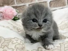 スコティッシュフォールド(折れ耳)【京都府・男の子・2021年10月9日・ブルーホワイト】の写真1「2021.11/11撮影」