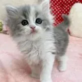 スコティッシュフォールド(立ち耳)【京都府・女の子・2022年7月3日・ダイリュートキャリコ】の写真1「2022.8/19撮影」