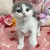 スコティッシュフォールド(折れ耳)【京都府・男の子・2022年11月27日・ブルー&ホワイト】の写真2「2023.1/29撮影」