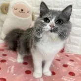 スコティッシュフォールド(立ち耳)【京都府・女の子・2023年6月29日・ブルーパッチドタビー&ホワイト】の写真2「2023.12/1撮影」