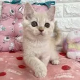 マンチカン(長足)【京都府・男の子・2023年1月11日・クリームタビー】の写真2「2023.3/16撮影」