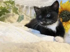 スコティッシュフォールド×マンチカン【京都府・男の子・2021年5月3日・ブラックホワイト】の写真2「撮影6/22」