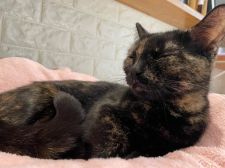 マンチカン【・女の子・2020年7月9日・トーティ】「2021.11/29撮影」