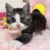 スコティッシュフォールド(立ち耳)【京都府・女の子・2024年7月3日・シルバータビー&ホワイト】の写真3