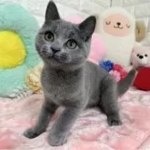 マンチカン(長足)【京都府・女の子・2024年3月14日・ブルー】の写真3