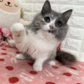 スコティッシュフォールド(立ち耳)【京都府・女の子・2023年6月29日・ブルーパッチドタビー&ホワイト】の写真3「2023.12/1撮影」