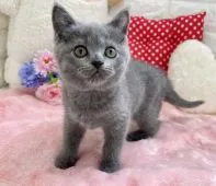 ブリティッシュショートヘア【京都府・女の子・2022年4月9日・ブルー】の写真3「2022.6/10撮影」