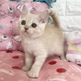 マンチカン(長足)【京都府・男の子・2023年1月11日・クリームタビー】の写真3「2023.3/16撮影」