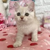 マンチカン(長足)【京都府・男の子・2023年1月11日・クリームタビー】の写真4「2023.3/16撮影」