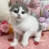 スコティッシュフォールド(折れ耳)【京都府・男の子・2022年11月27日・ブルー&ホワイト】の写真4「2023.1/29撮影」