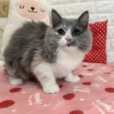 スコティッシュフォールド(立ち耳)【京都府・女の子・2023年6月29日・ブルーパッチドタビー&ホワイト】の写真4「2023.12/1撮影」