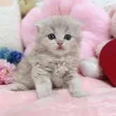 スコティッシュフォールド(折れ耳)【京都府・男の子・2024年5月18日・クリームタビー】の写真5