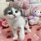 スコティッシュフォールド(折れ耳)【京都府・男の子・2022年11月27日・ブルー&ホワイト】の写真5「2023.1/29撮影」