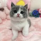 ブリティッシュショートヘア【京都府・女の子・2024年4月12日・ダイリュートキャリコ】の写真5