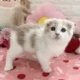 スコティッシュ×マンチカン【京都府・女の子・2024年1月26日・クリームタビー&ホワイト】の写真5