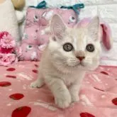 マンチカン(長足)【京都府・男の子・2023年1月11日・クリームタビー】の写真5「2023.3/16撮影」