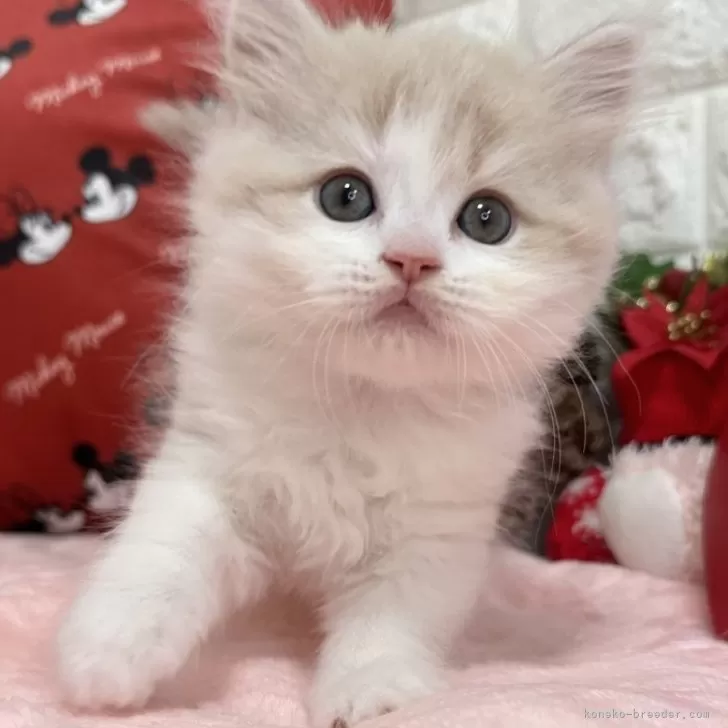 ID：2412-00422の子猫