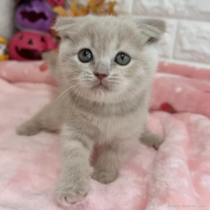 Y.S 様のお迎えした子猫