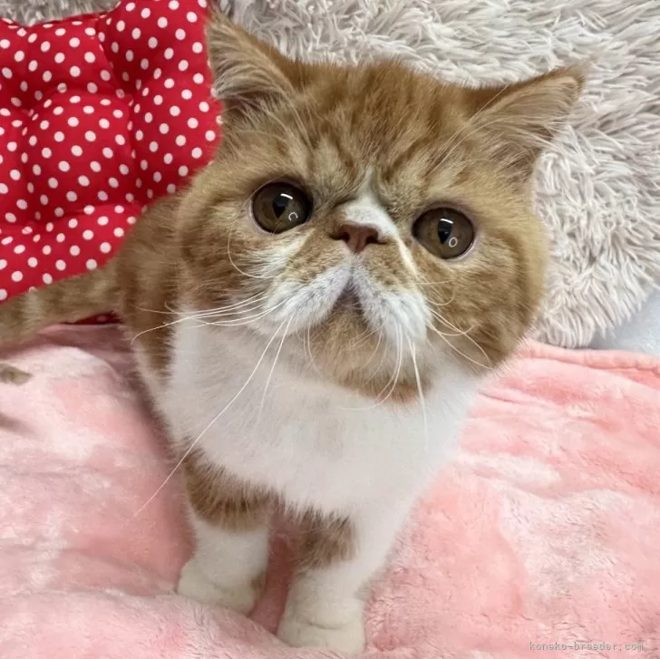 さなゆきのママ 様のお迎えした子猫