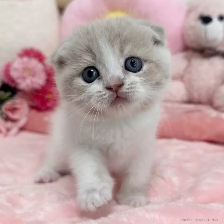 ID:2504-02859の子猫