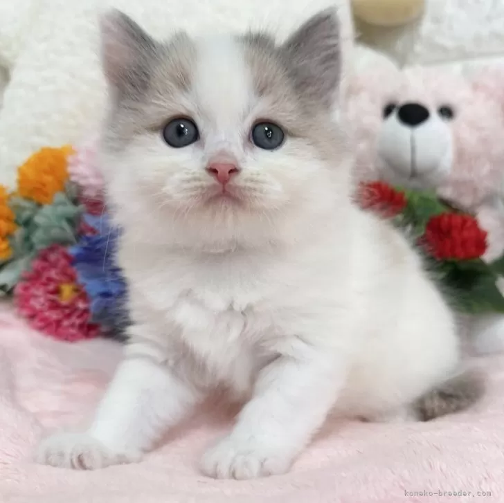 ID:2507-00317の子猫