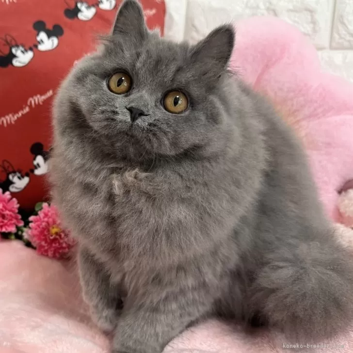 ID：2407-01038の子猫